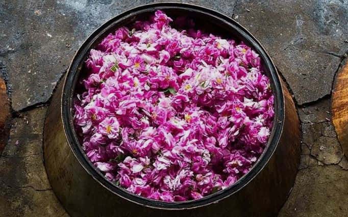تصویر 4 از گلاب جباری تهیه شده از گل محمدی مرغوب